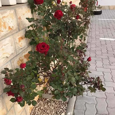 Apartman Santoni Vir