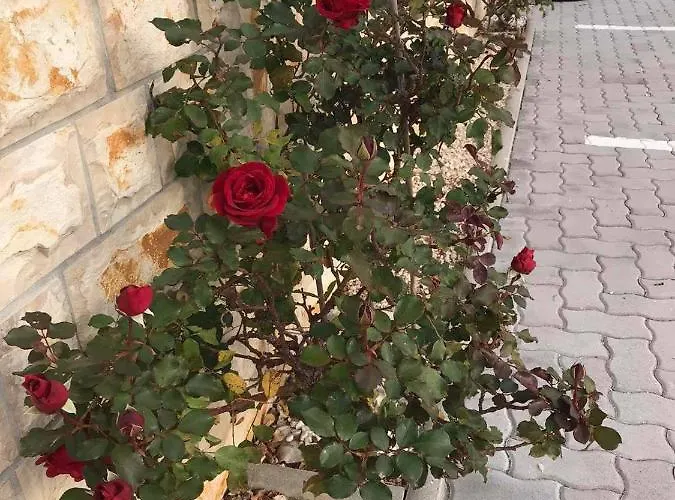 Апартаменты Santoni Вир